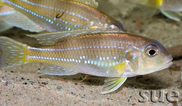 Limnochromis auritus 'Chituta Bay'